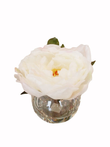 White Peony Blossom