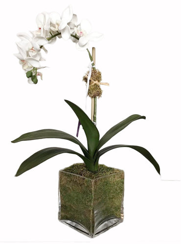 Orchid